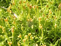 Scleranthus biflorus