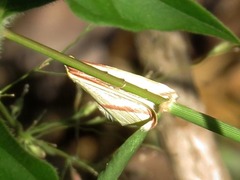 Rhodometra sacraria