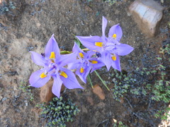 Moraea polystachya