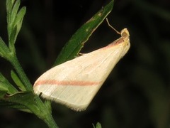 Rhodometra sacraria