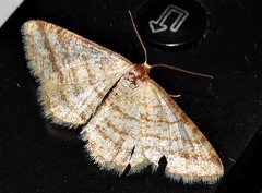 Heterostegane rectistriga