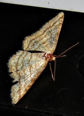 Heterostegane rectistriga