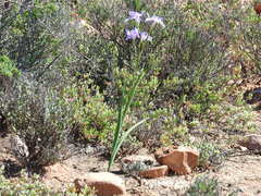 Moraea polystachya