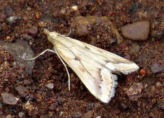 Achyra coelatalis