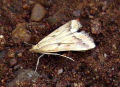 Achyra coelatalis