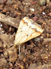 Achyra coelatalis