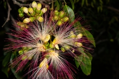 Archidendron grandiflorum
