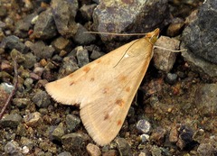 Achyra nudalis