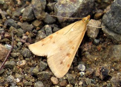 Achyra nudalis