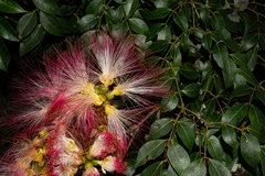 Archidendron grandiflorum