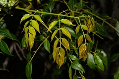 Archidendron grandiflorum