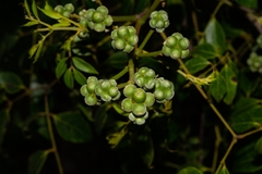 Archidendron grandiflorum