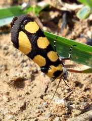 Acontia guttifera guttifera