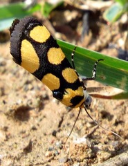 Acontia guttifera guttifera