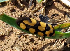 Acontia guttifera guttifera