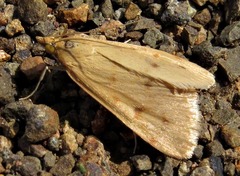 Achyra nudalis