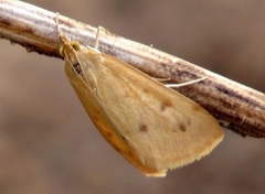 Achyra nudalis