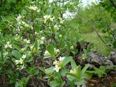 Daphne alpina