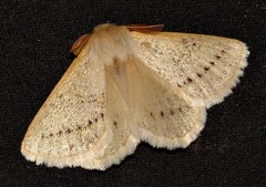 Phiala costipuncta