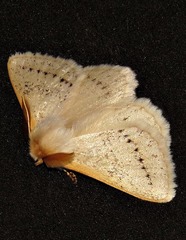 Phiala costipuncta