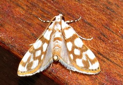 Obtusipalpis pardalis