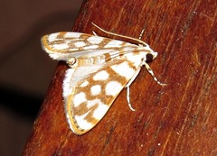 Obtusipalpis pardalis