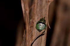 Bijoaraneus praesignis