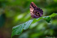Caligo telamonius memnon