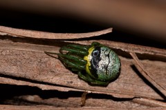 Bijoaraneus praesignis
