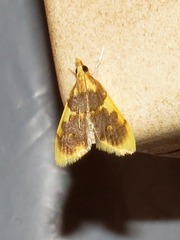 Sameodesma xanthocraspia