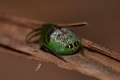 Bijoaraneus praesignis