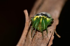 Bijoaraneus praesignis