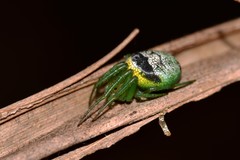 Bijoaraneus praesignis