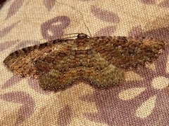 Horisme punctiscripta