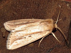 Mythimna tacuna
