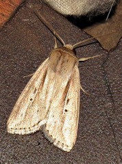 Mythimna tacuna
