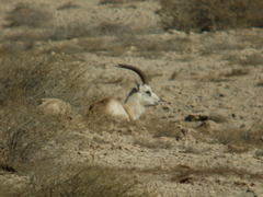 Gazella marica