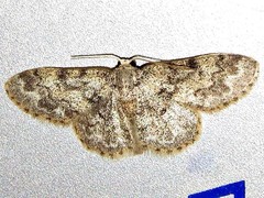 Idaea fumilinea