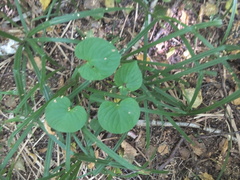 Viola mirabilis