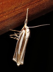 Ancylolomia prepiella