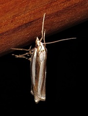 Ancylolomia prepiella