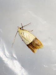 Odites natalensis