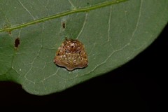 Arkys speechleyi