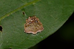 Arkys speechleyi