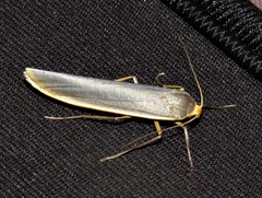 Sozusa scutellata