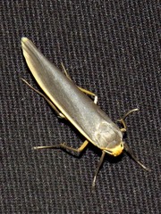 Sozusa scutellata