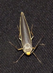 Sozusa scutellata