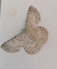 Pingasa abyssiniaria