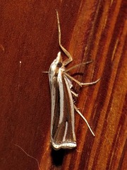 Ancylolomia prepiella