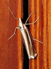 Ancylolomia prepiella